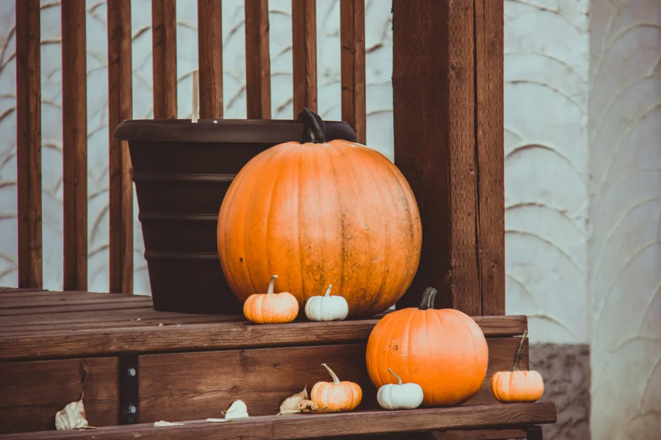 Large and small orange and white pumpkins arranged on wooden steps beside plants